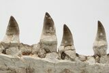Mosasaur Jaw with Four Large Teeth - Oulad Abdoun Basin, Morocco #197373-6